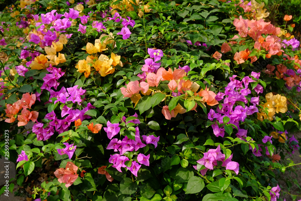 Closeup Bougainvillea flower in the garden Closeup Bougainvillea flower in the garden