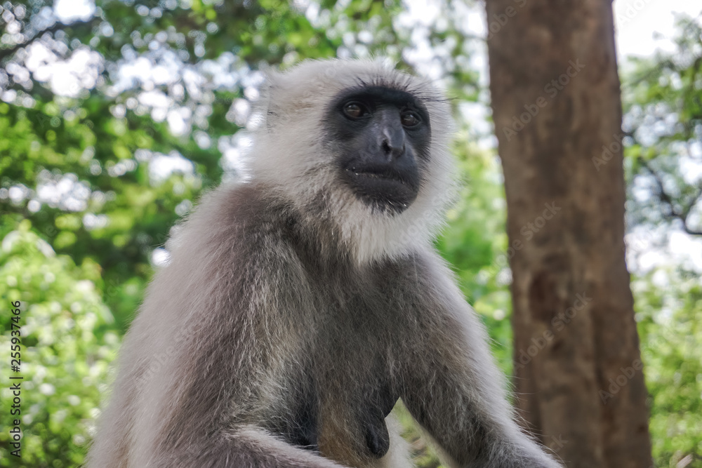 Fototapeta premium Monkey Langur in the forest in Rishikesh, India