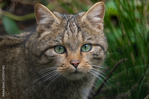 Wallpaper Mural Europäische Wildkatze Torontodigital.ca