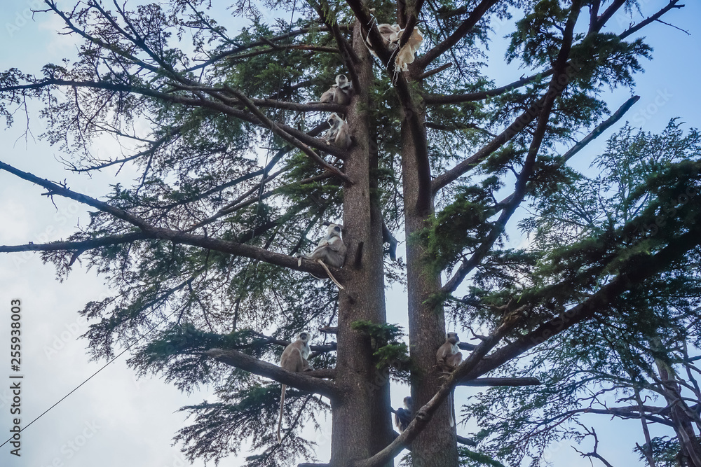 Fototapeta premium A family of langur monkeys on a tree. Shimla, India