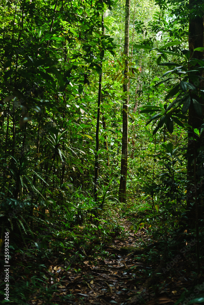 Sinharaja Forest Reserve in Sri Lanka Jungle greens danger Sinharaja Forest Reserve in Sri Lanka Jungle greens danger