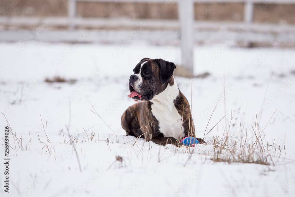 Dog breed boxer in winter field Dog breed boxer in winter field