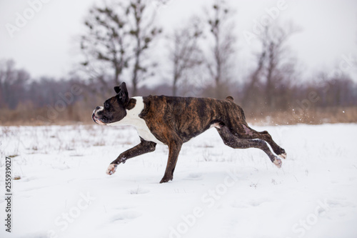 Dog breed boxer in winter field