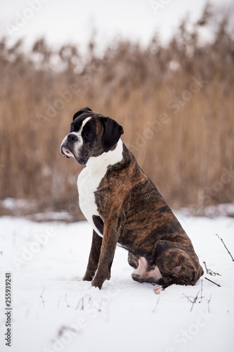 Fototapeta Naklejka Na Ścianę i Meble -  Dog breed boxer in winter field