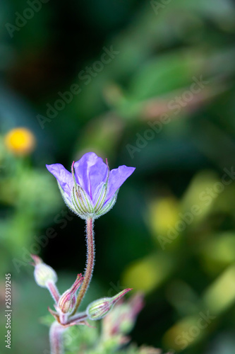 Blue wild geranium flower head and buds close-up on green background