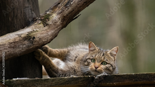 Canvas Print Europäische Wildkatze