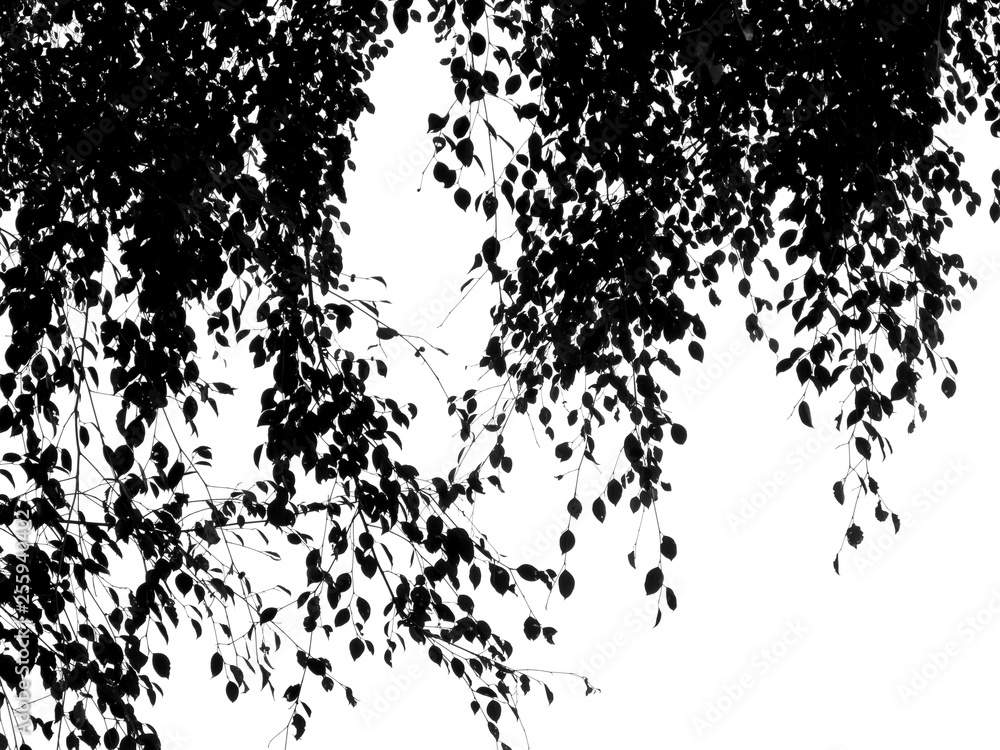 silhouette leaf tree silhouette leaf tree