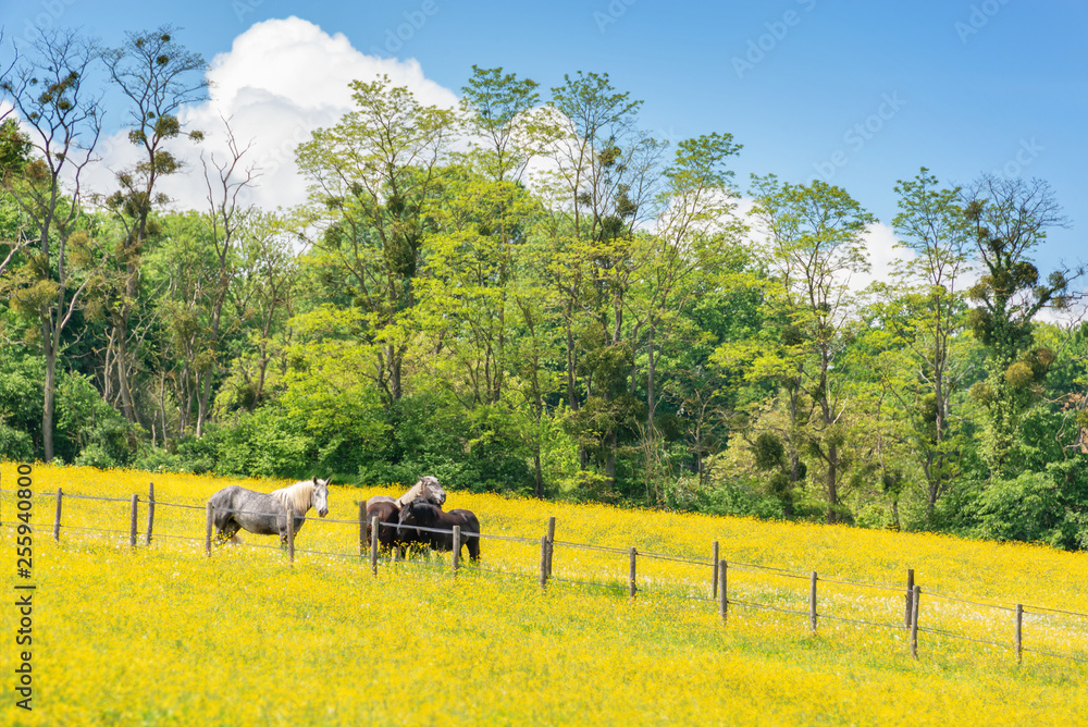 Obraz premium Perszerony konie w polu żółte kwiaty w prowincji Perche, Francja