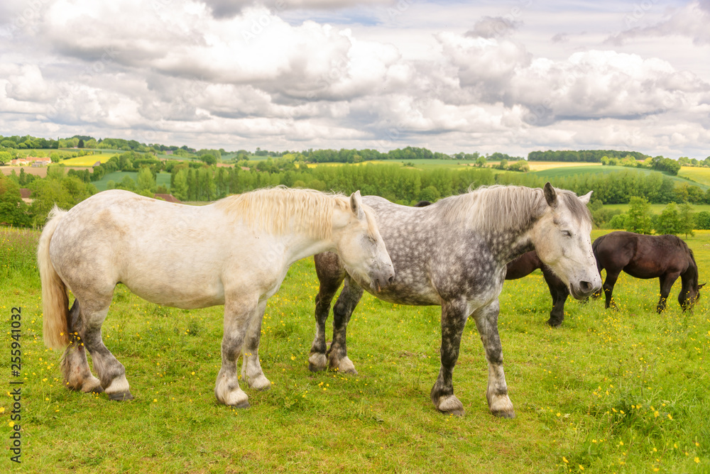 Close up of two white and dappled french percherons horses, Perche province, France Close up of two white and dappled french percherons horses, Perche province, France