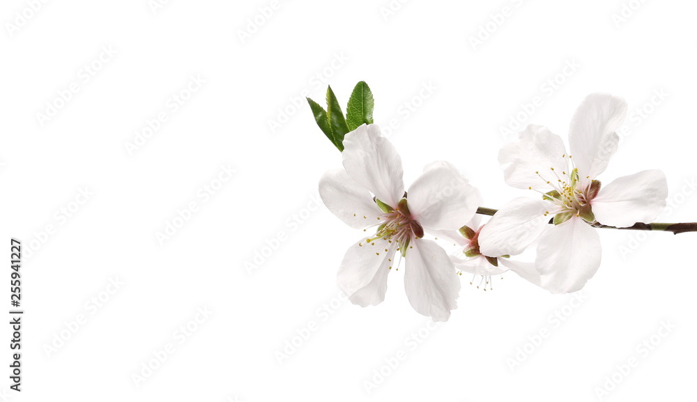 Blooming plum tree flowers isolated on white background Blooming plum tree flowers isolated on white background