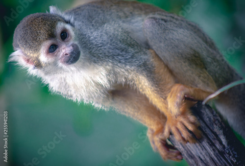 Äffchen im Zoo 