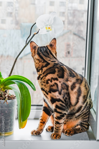 Home red with black spots Bengal cat sitting on a plastic window and sniffs Orchid flower, close-up