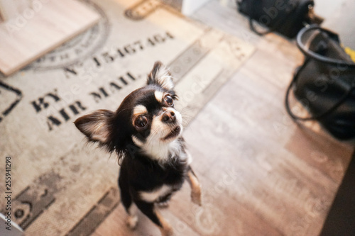 Chihuahua