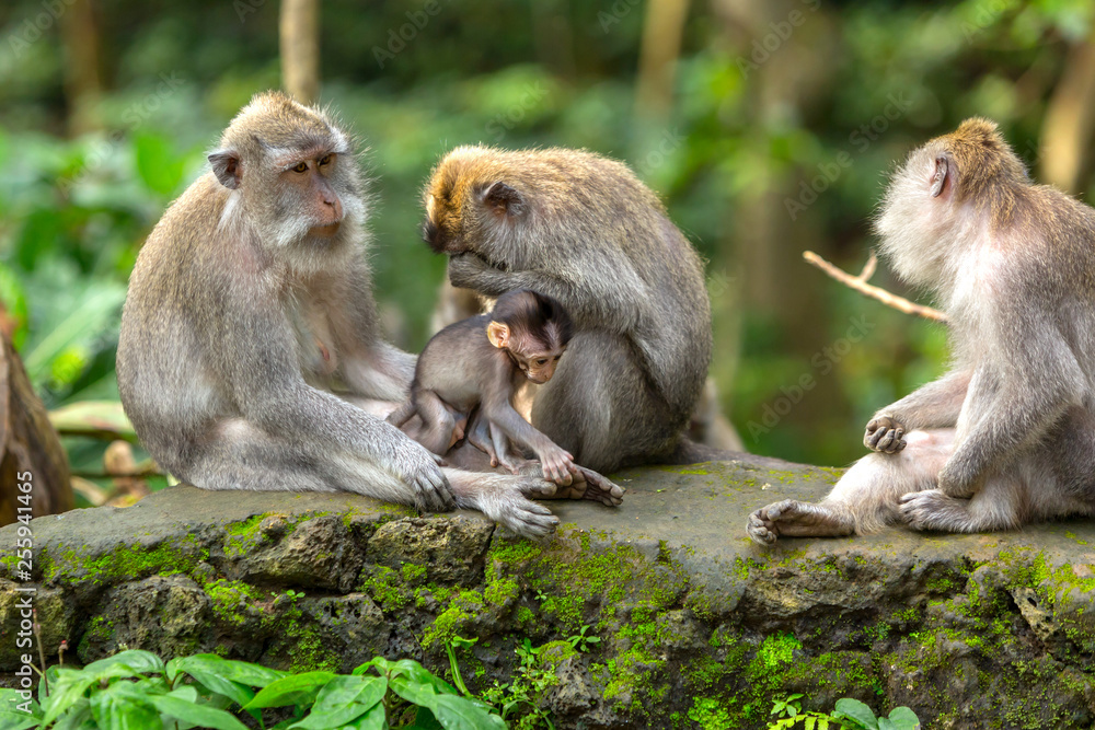 Family of different ages monkeys sits on the rock in the rainforest of Ubud. Small monkey kid playing with it's parents.