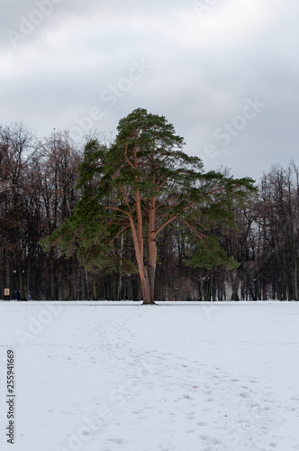 Isolated pine tree in the park standing stiill in the snow under the winter clouds photo