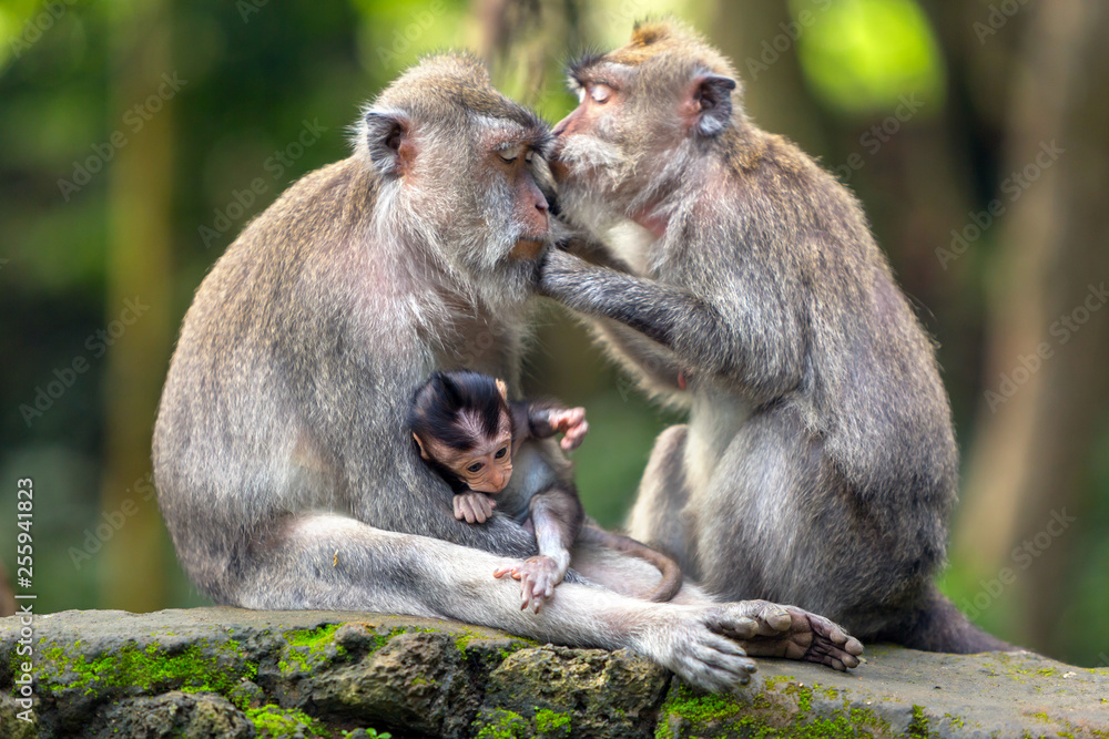 Family of different ages monkeys sits and cleans each other on the rock in the rainforest of Ubud. Family of different ages monkeys sits and cleans each other on the rock in the rainforest of Ubud.