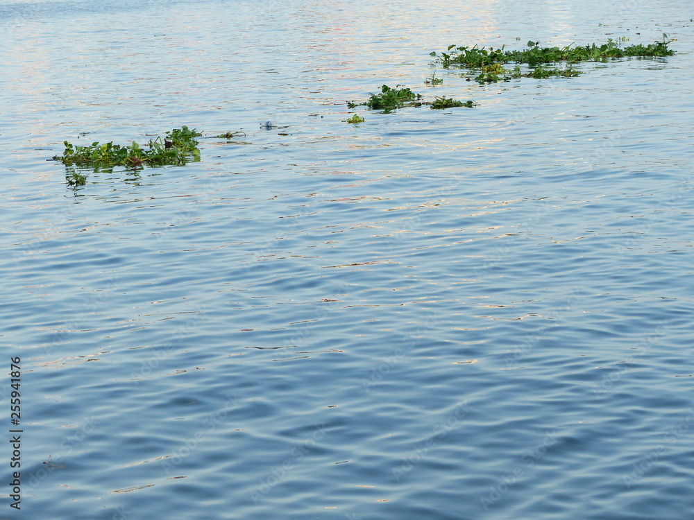 Obraz premium Water Hyacinth on river