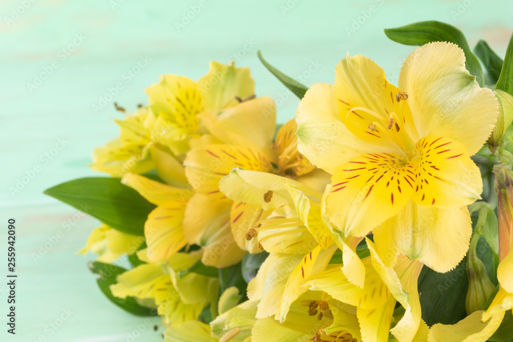 Fototapeta premium Yellow Alstroemeria on the green wooden background
