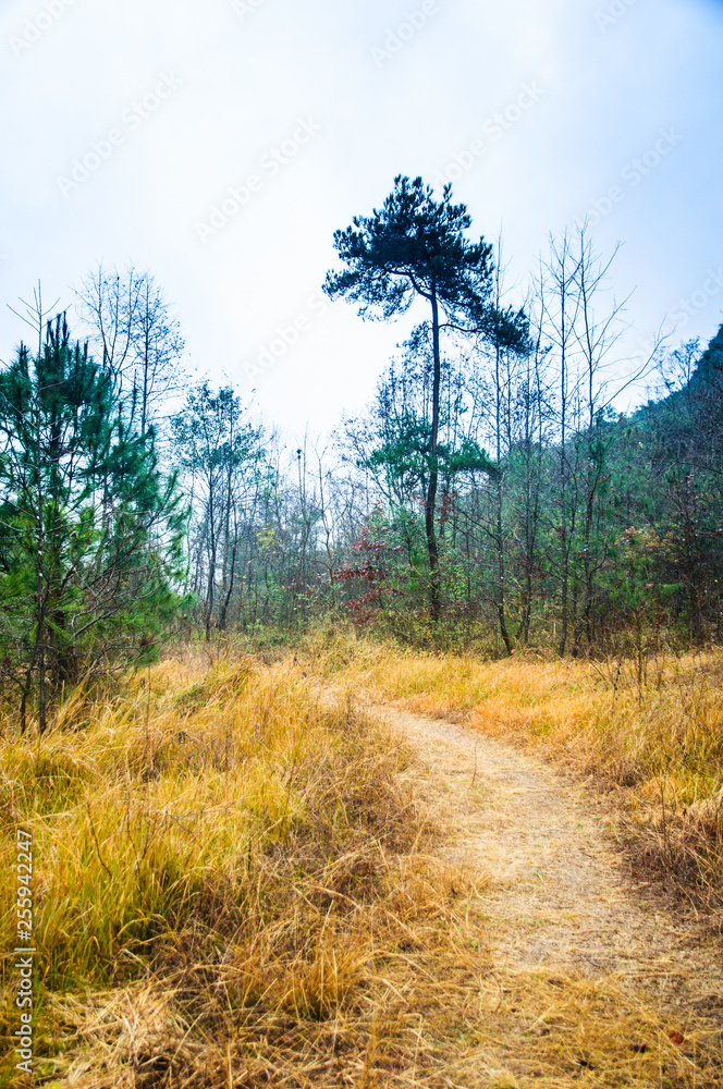 Obraz premium Mountain trail scenery 