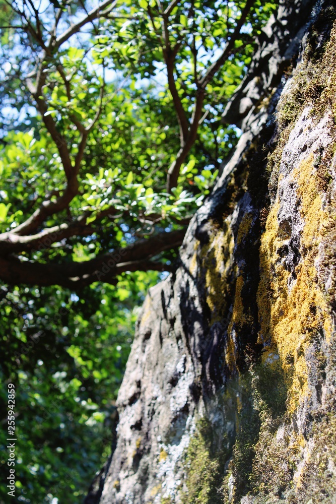 Obraz premium Sunlight falling through the leaves on the stones
