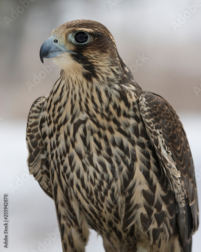 Peregrine Falcon closeup