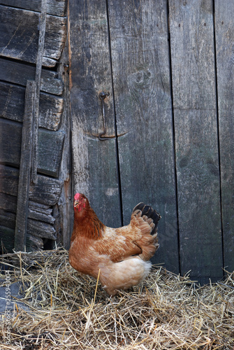 Brown chicken near old wooden hen-house