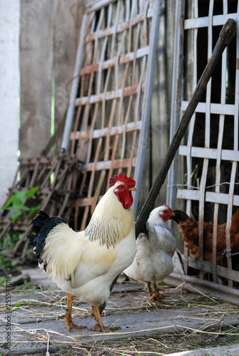 Rooster and chicken near shed