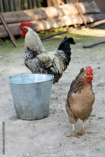 Rooster and chicken near bucket on barnyard