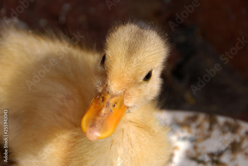 Cute duckling closeup