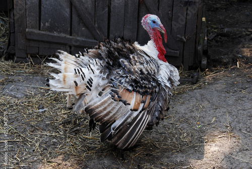 Female turkey on poultry yard near old wooden barn