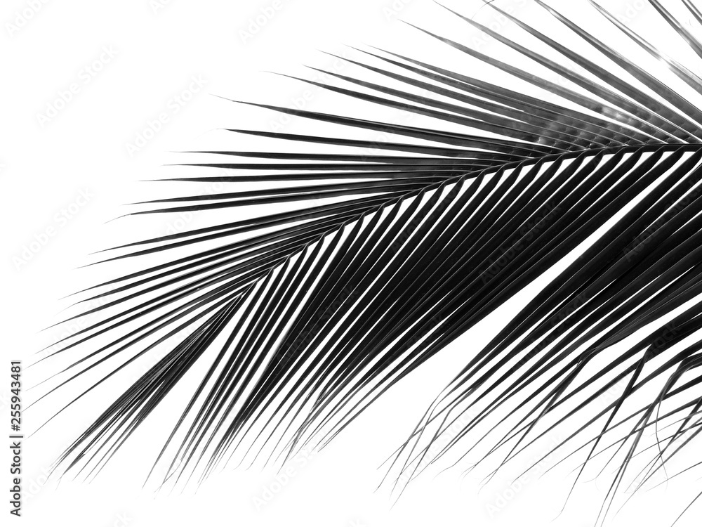 beautiful palm leaf on white background beautiful palm leaf on white background