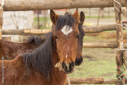 Horses close-up  with a white patch on the forehead.