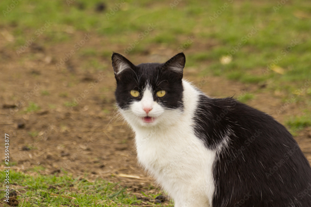 Black cat with white spots and came to meet me. Black cat with white spots and came to meet me.