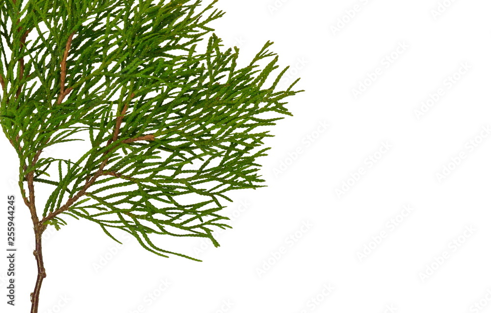 Branch of thuja tree, isolated. Foliage of Japanese Thuja tree, isolated on pure white background. Copy-space. Branch of thuja tree, isolated. Foliage of Japanese Thuja tree, isolated on pure white background. Copy-space.