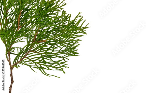 Branch of thuja tree, isolated. Foliage of Japanese Thuja tree, isolated on pure white background. Copy-space.