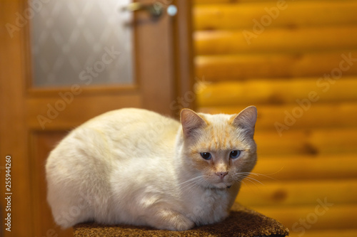 Cat resting indoors on chair