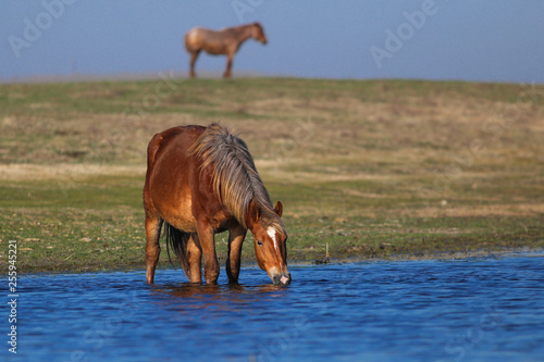 Sorrel wild horse drinking on the watering place