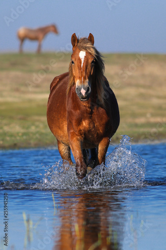 Sorrel horse walking through the water