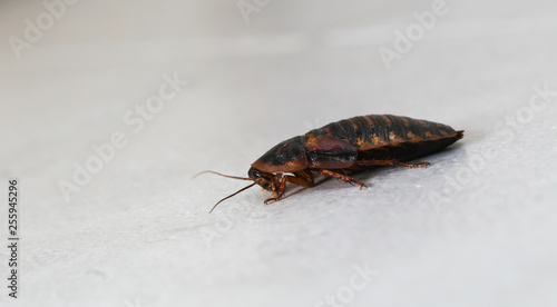 Cockroach in toalet
