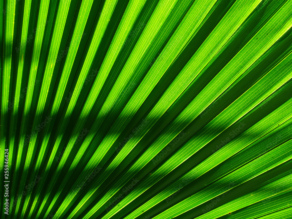 Obraz premium palm leaf of tree in sunlight with shadow