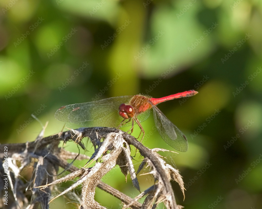 dragonfly on leaf dragonfly on leaf