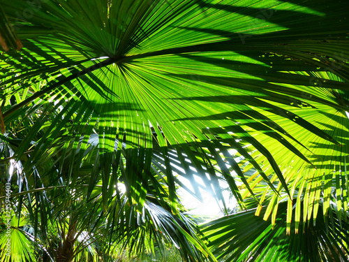 Fototapeta Naklejka Na Ścianę i Meble -  palm leaf of tree in sunlight with shadow