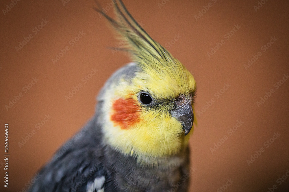 domestic bird calopsita, closeup animal bird. domestic bird calopsita, closeup animal bird.