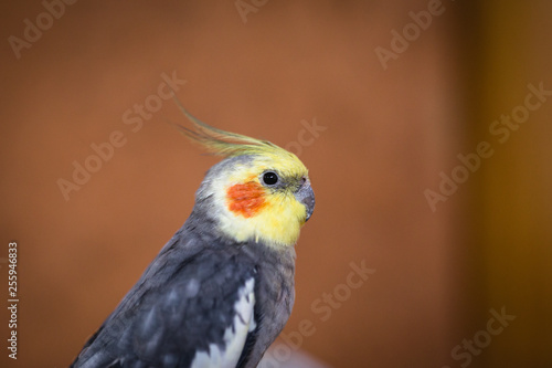 domestic bird calopsita, closeup animal bird. © RHJ
