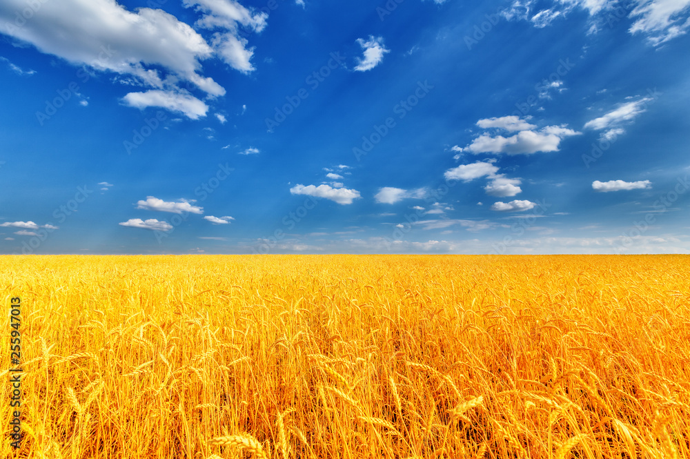 Naklejka premium Wheat ears and cloudy sky