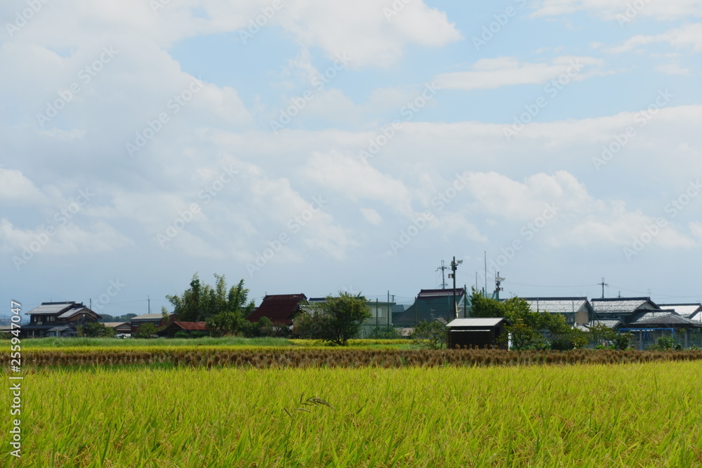 Naklejka premium 稲穂が実る田んぼと刈り取った藁の束が並ぶ秋景色