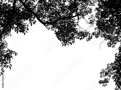 Bild auf Leinwand silhouette leaf tree