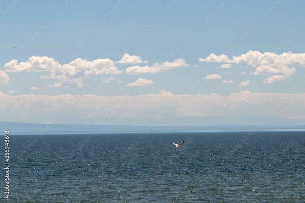 Obraz premium Cormorants and gulls fly over the lake Zaisan