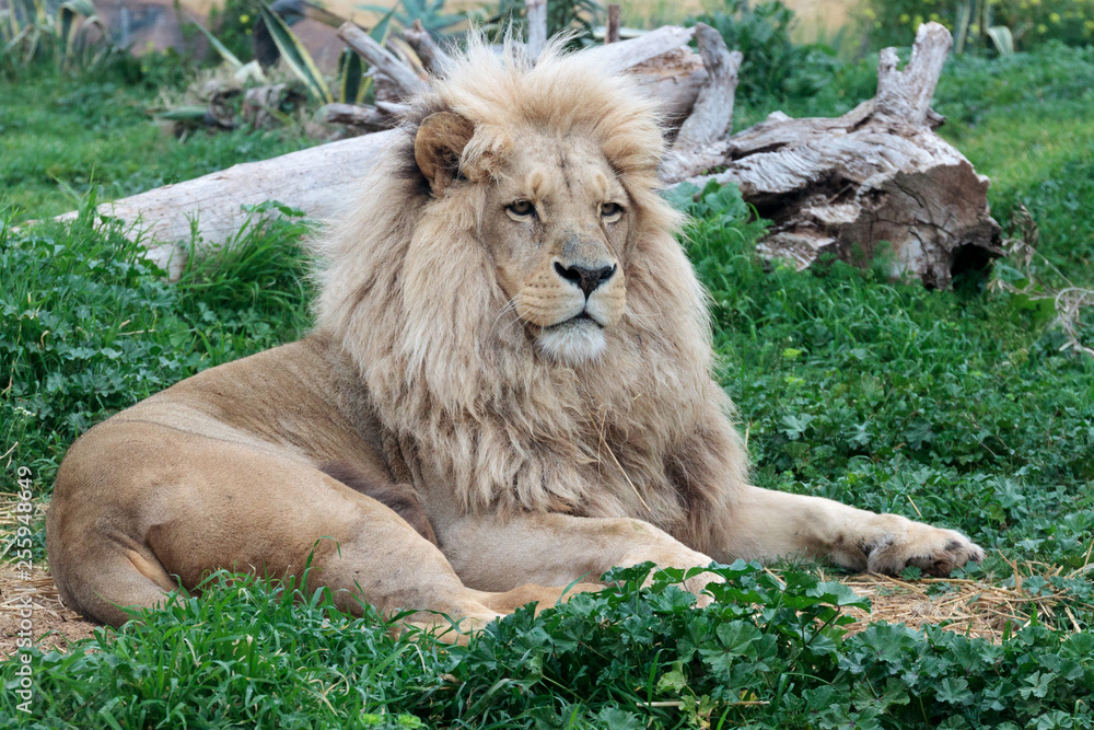 Naklejka premium A male lion relaxing in a zoo park