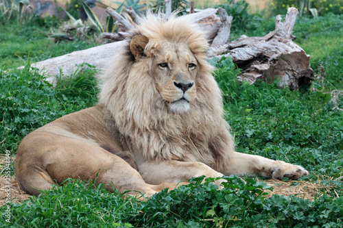 A male lion relaxing in a zoo park